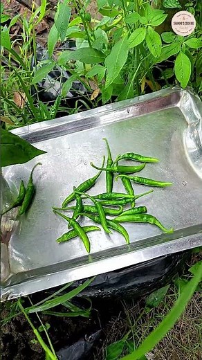 Green Chili Harvest 🌶️ So Many Fresh Chilies from Our kitchen Garden! | Satisfying Harvest