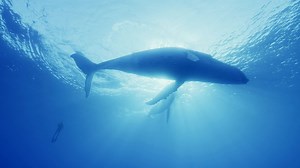 Celebrating #EarthDay by bringing you closer to these incredible species than ever seen before 🐋 Whale with Steve Backshall, coming soon to Sky | Sky TV