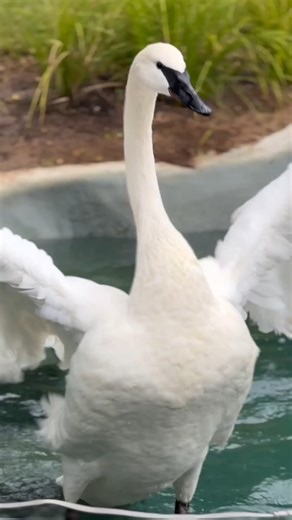 11K views · 564 reactions |  Sound the trumpets—Swan Lake is now...