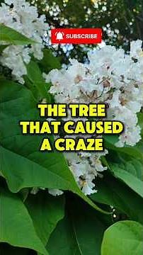 The tree that caused a continent-wide craze - and solved nothing