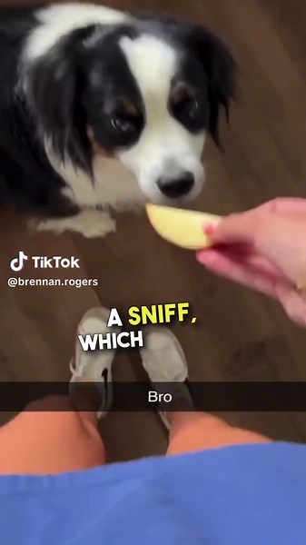 Funny Dog Twerking When Smelling Apples