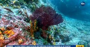 Promueven segundo debate de iniciativa para la protección integral de los arrecifes coralinos