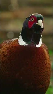 Ring-Necked Pheasant Species Guide: Appearance, Diet, Habitat, Behavior,, And Conservation Status