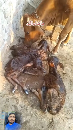 Gaye ne tin bache diye hen Cow farming for milk gaye apane bachon ke sath #ytshorts #cow #facts #new