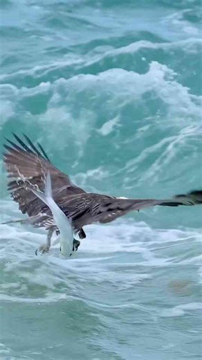 Osprey vs Fish One of the Wildest Struggles I’ve Ever Filmed