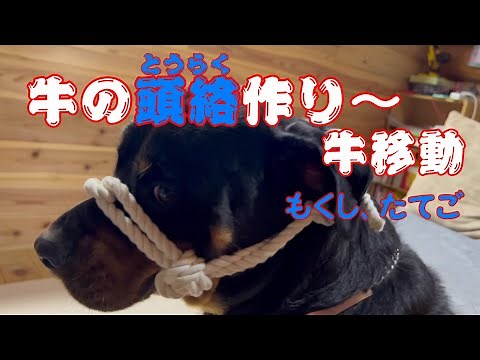 牛の頭絡作りました～牛の移動