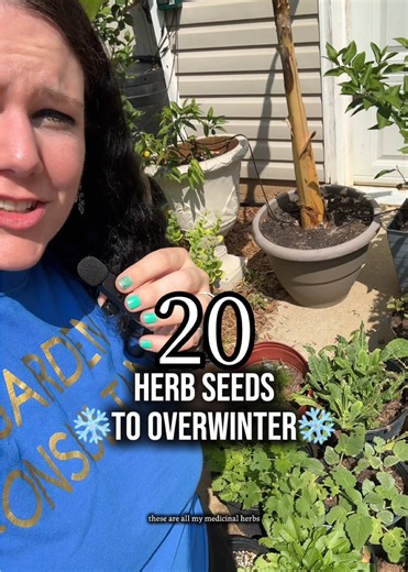 🌿 What seeds need cold stratification? These 20 medicinal herbs can benefit from fall or winter sowing! ❄️ Winter sowing can naturally provide the cold exposure many perennial herb seeds benefit from before germinating. 🌱 21 herbs from my medicinal seed pack I’m fall/winter sowing: Angelica • Bee Balm • Catnip • Dandelion • Evening Primrose • Echinacea • Elecampane • Feverfew • German Chamomile • Horehound • Hyssop • Lavender • Lemon Balm • Lovage • Marsh Mallow • Motherwort • Peppermint • Red