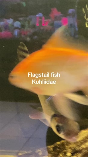 #aquatropicale #flagtailfiah