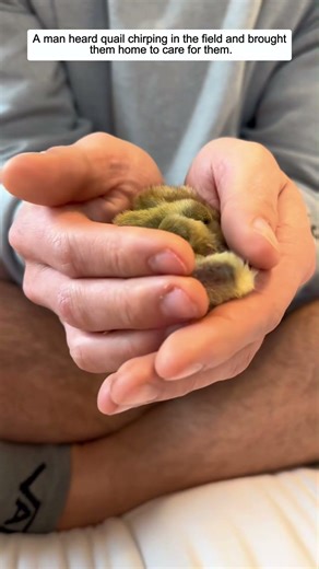 A man heard quail chirping in the field and brought them home to care for them.