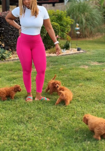 Discover Your Perfect Plush Puppy Companion