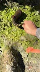 Found a yellow bullhead catfish #fishing #freshwater #catfish