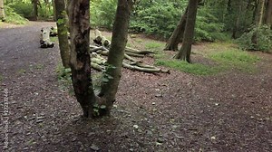 Serene slow motion woodland scene with chopped, moss covered tree stumps scattered along dense forest trail.