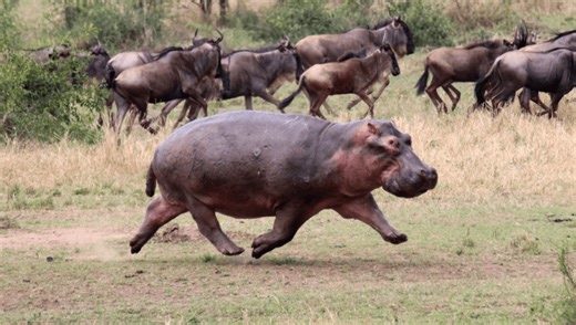 Hippos Can’t Swim, But It Turns Out They Can Fly