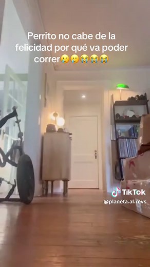 Perrito feliz por poder correr: perros leales y vulnerables