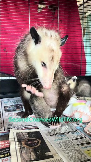 Mama opossums with babies