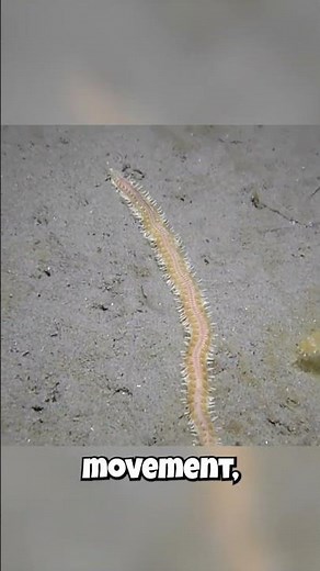Marine Worms With LEGS?! You Won't Believe It! 🤯