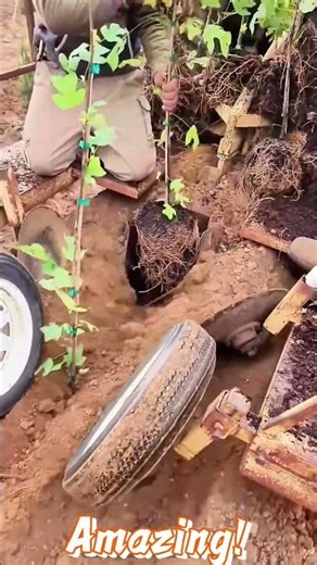 Planting process of saplings with specialized machines