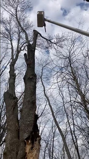 Planting trees #treehugger #nature #tree