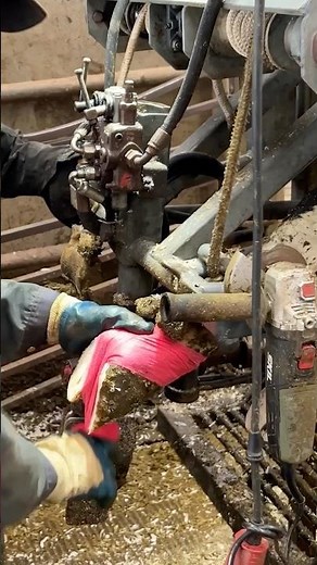 🐄✂️ Expert Hoof Trimming Basics: The Secret to Pain-Free Cows
