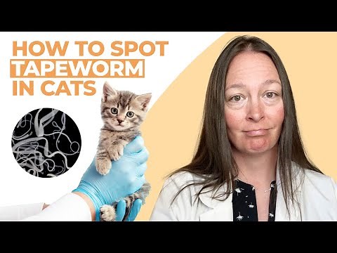 How To Spot Tapeworms In Cats | Vet Explains
