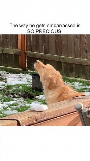 Funny Dog Howls Along with Fire Truck!