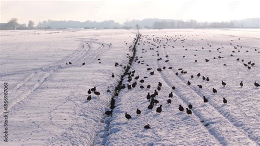 Flock of eurasin coots in a field as the sun rises after a snow storm aerial panning shot
