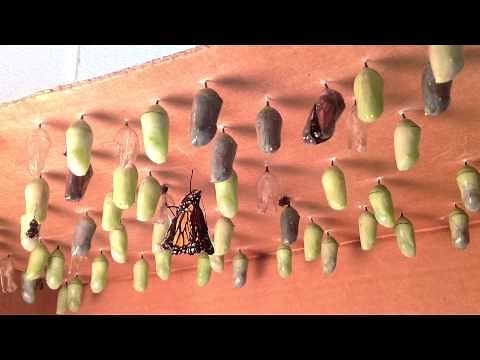 Allison and Katie's Butterflies Hatching