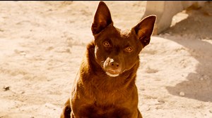 Red Dog - Red Dog | Stream Free