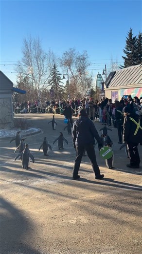 Have you waddled on over for Penguin Walk, presented by WestJet Cargo, yet? 🐧 This beloved winter tradition brings you up close to our king penguin colony, from their pointy beaks to their webbed feet, as they take part in a wintertime enrichment walk. ❄️ What is enrichment? 🤔 Enrichment is an experience that keeps minds and bodies active, stimulating an animal’s senses and encouraging natural behaviours. During the Penguin Walk, our king penguins get to explore new sights, smells, and sounds