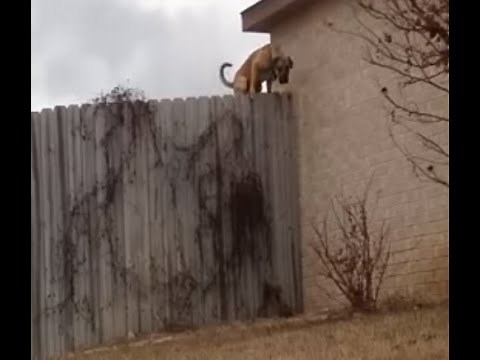 Fence Jumping Dog STOPPED by Homemade Coyote Roller. Lose Weight More Energy