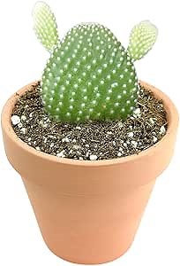 Opuntia Microdasys Bunny Ears Cactus (2'' + Clay Pot) | Angel Wing Cactus | Mickey Mouse Cactus |Easy to Care, Rare Succulent