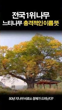 전국 1위 나무 느티나무의 충격적인 이름 뜻