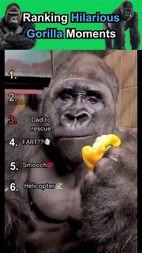 Funniest Gorilla Moments Ever 😂