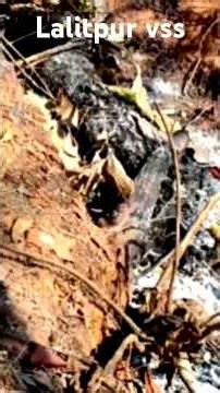 Police found a woman in the Uldana forest.