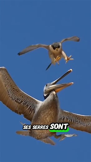 The Falcon: The fastest animal in the world? 😳⚡