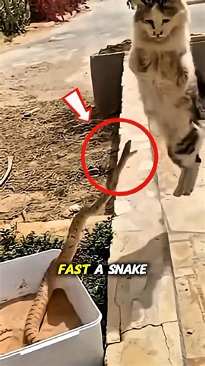 Cat vs Snake | Who's Dangerous #animals #shorts