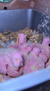 41K views · 849 reactions | Cockatiel bird breeding update 殺 #birds #cockatiel | Bird's Valley | Facebook