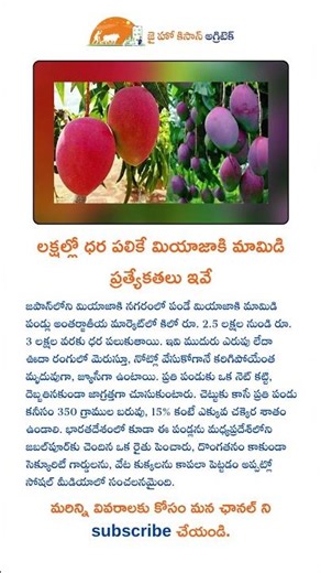 లక్షల్లో ధర పలికే మియాజాకి మామిడి ప్రత్యేకతలు ఇవే #viralvideo #agriculture #farming