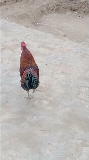 Morning Walk With a Majestic Rooster!Rooster King of The Green Fields