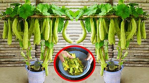 25K views · 344 reactions | How to Grow Fragrant Loofah in Containers A Complete Guide | H&H Gardening Secrets | Facebook