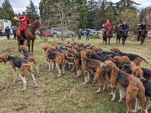 En direct d'une chasse à courre en forêt d'Orléans : "On a un peu trop parlé de nous"