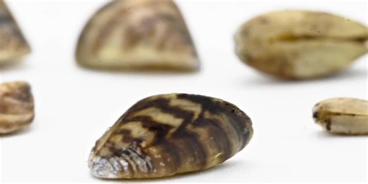 Zebra mussels confirmed in Otter Tail County lake