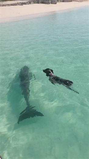 Jojo the dolphin popping in to say hi 🐶🐬