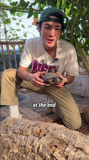 It's time to starve our Box Turtles! #Turtles #Brumation
