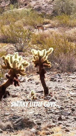 Saw these three coyotes hiking Javelina Summit via Lost Creek. They kept a good eye on me!