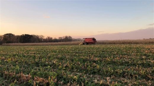Beautiful night at the Discovery Farm ❤️ #basshybrids #harvest #harvesttime #combine #regenerativefarming | BASS Hybrids