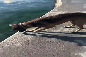 witziges Video 'Der Hund und sein Ball' - FUNPOT