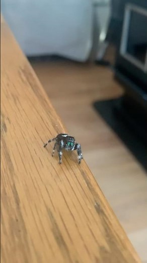Rocky the Regal Jumping Spider