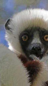 A creature that dances instead of walking | Coquerel's Sifaka | S01 083 | Remarkable Mammals