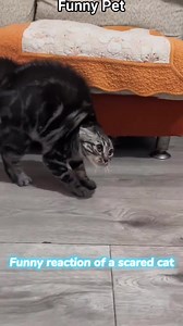 35K views · 710 reactions | Toy vs cat #cat #short | Funny pet | Facebook